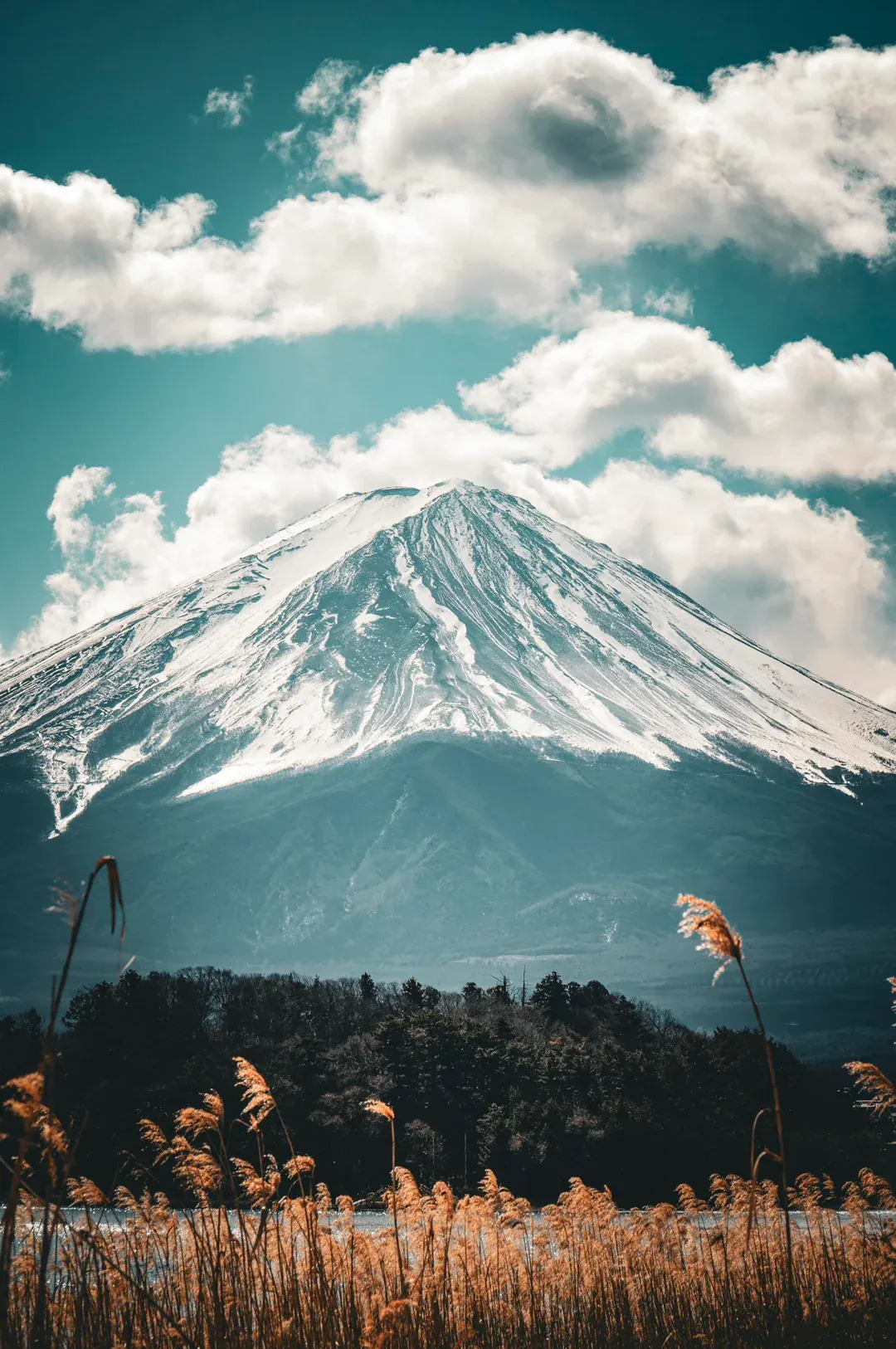 Mount Fuji above evergreen forest and lakeside reeds